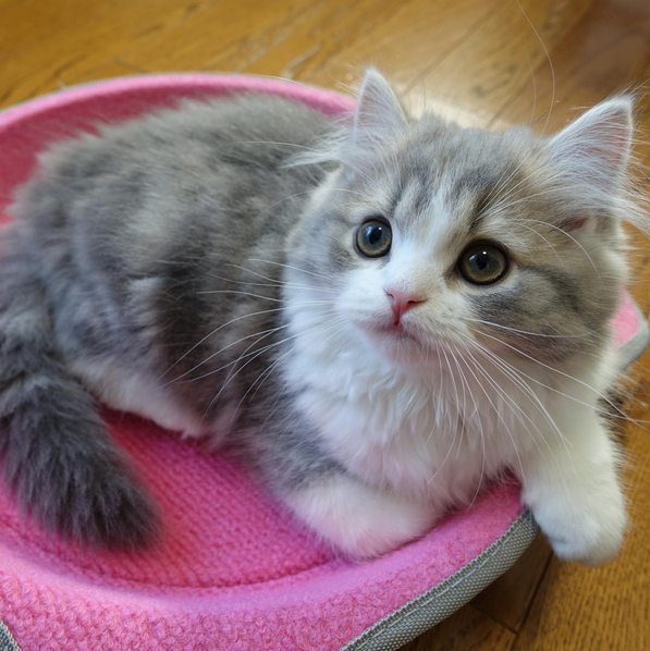 のび太くんもメロメロ 天然癒やし系にゃんこの ドラちゃん はセラピーキャット目指して奮闘中 ねとらぼ