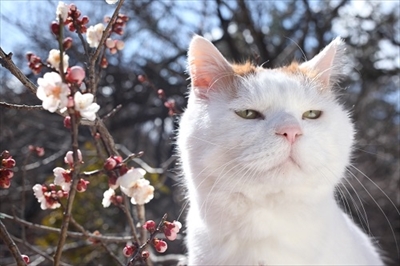 かごに入って思案中 かご猫 シロちゃんの写真展 4月27日から柏高島屋で開催 ねとらぼ