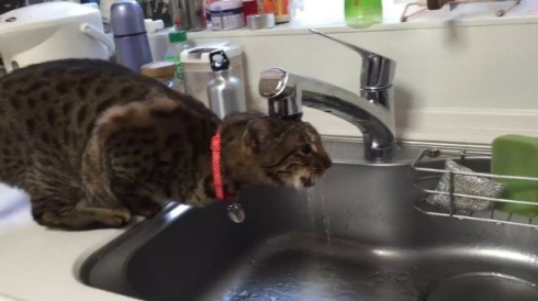 猫 水 飲めてない