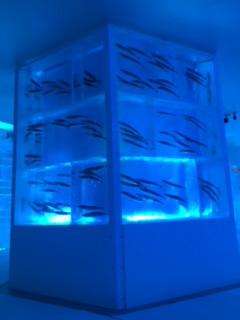 氷の水族館