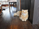 古い町家を改装して猫カフェに　京都・西陣の猫カフェ「キャットアパートメントコーヒー」が猫好きの天国だった