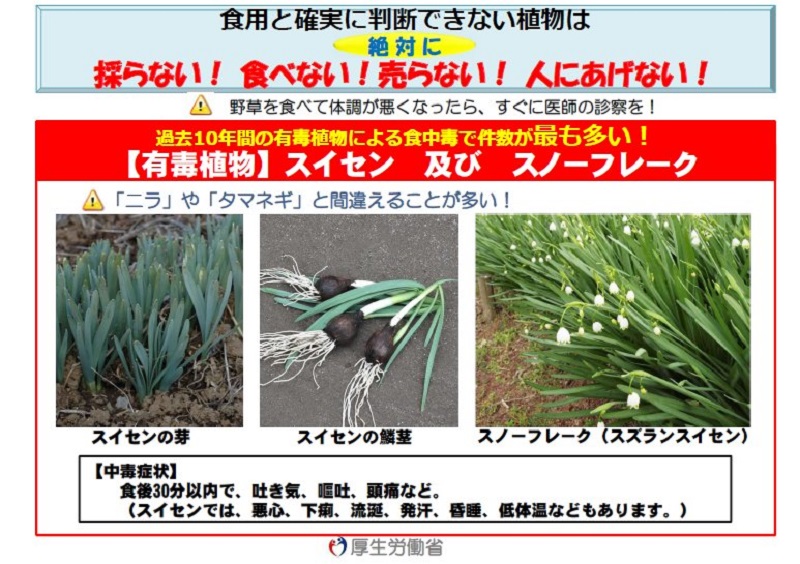 食べてはいけない 食中毒を引き起こす有害植物に厚労省が注意喚起 ねとらぼ