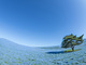 【厳選絶景写真16枚】　空とつながる丘、国営ひたち海浜公園のネモフィラが見ごろ