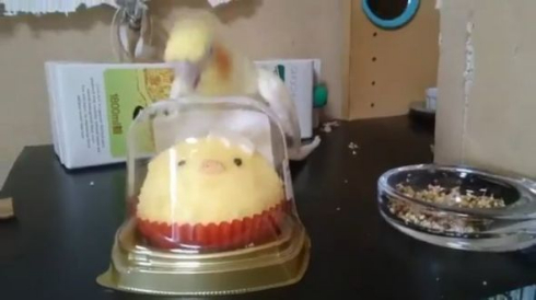 いいちこ インコ 助ける ことり ケーキ