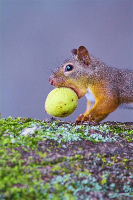 リスにキツネにニホンジカ 八ヶ岳で暮らす野生動物の写真展が山梨県 清里のミュージアムで開催 ねとらぼ