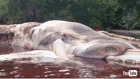 インドネシア 謎 巨大生物 イカ クジラ