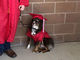 糖尿病と闘う高校生を支える介護犬、 おそろいのガウンで卒業式に出席