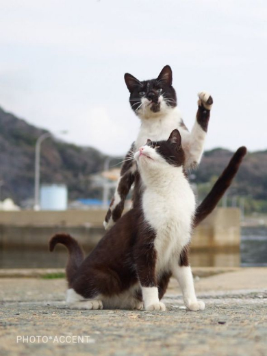 これは能力目覚めてる ジョジョのスタンド使いのような猫ちゃんがかっこいい ねとらぼ