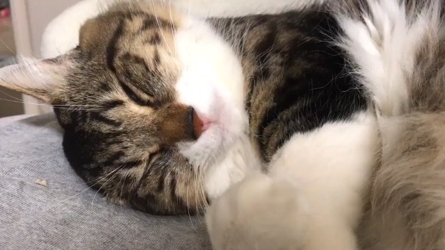 眠りながら ん の破壊力 飼い主の腕をハグする猫ちゃんの寝言が放っておけないかわいさ ねとらぼ