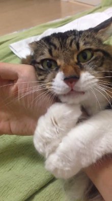 眠りながら ん の破壊力 飼い主の腕をハグする猫ちゃんの寝言が放っておけないかわいさ ねとらぼ