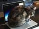 PCを猫の手で妨害　「ニャンサムウェア」の被害報告、Twitterで続々と　「感染したい」の声も