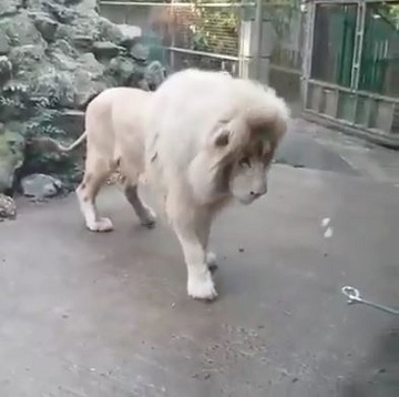 ホワイトライオンがシャボン玉を追って下を見た