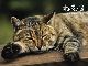 おねむのネコちゃん勢ぞろいニャ　動物写真家・岩合光昭のネコ写真が切手セットに