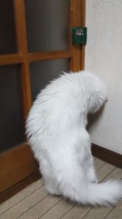 鳴り響くゼルダの謎解き音 まるで扉の仕掛けを解いたかのような猫ちゃんの動画がとにかくかわいい ねとらぼ