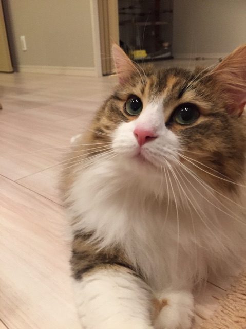 いいモフモフ入ってますよ ふかふかキレイな猫ちゃんがやわらかそうでかわいい盛り ねとらぼ