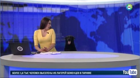 ニュース番組 犬 乱入 ロシア テレビ