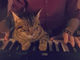 息の合ったハーモニー？　猫ちゃんと一緒にピアノを演奏