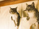 Twitterで大人気の障子破り猫ちゃんの写真集『ココニャさんちの障子破り猫軍団』が発売