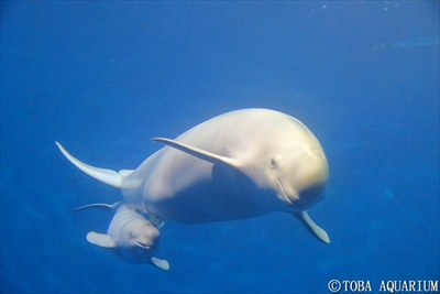 大きくなってね 三重県 鳥羽水族館でスナメリの赤ちゃんが誕生 ねとらぼ