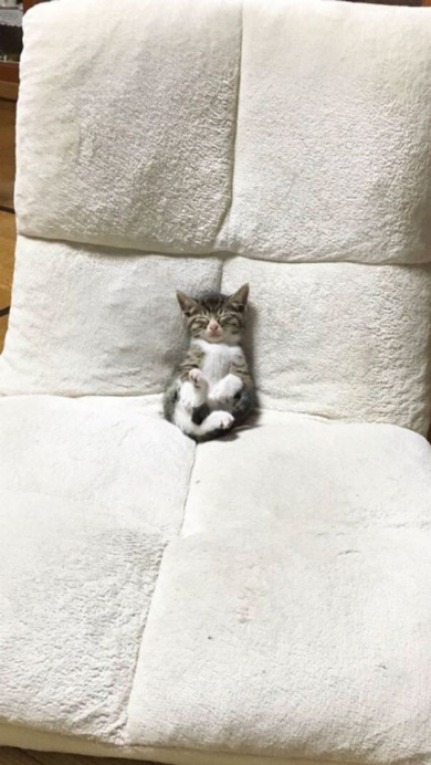子猫 座椅子 テレビ 眠る