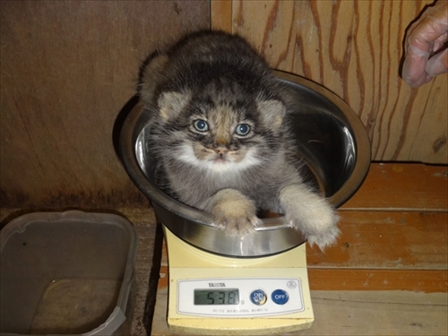 埼玉の動物園でマヌルネコの赤ちゃんが誕生 ふわふわの毛と横長のお顔がチャームポイント ねとらぼ