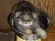 埼玉の動物園でマヌルネコの赤ちゃんが誕生　ふわふわの毛と横長のお顔がチャームポイント