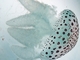 世界初！　ヒョウ柄の模様を持つクラゲ　江ノ島・鶴岡・北里大学の水族館で展示スタート