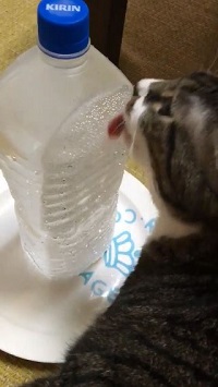 お水を飲むのが苦手なネコちゃん必見 ネコ用ぺろぺろペットボトルで夏を安心エンジョイ ねとらぼ