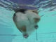 泳ぐコーギーを水中から撮影したら、プリプリお尻がキュートだった！