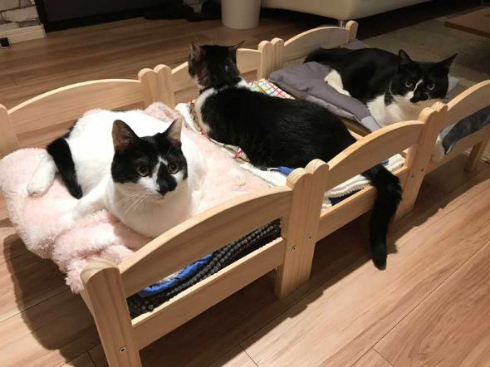 猫 合宿 IKEA ベッド