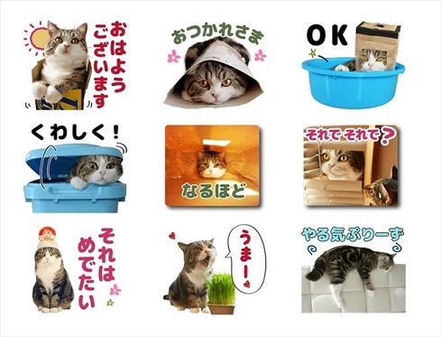 Youtubeで人気の猫 まる がlineスタンプに ほっこりかわいい40種類 ねとらぼ