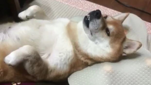 中におじさん入ってませんか マッサージ機に肩をもまれダメな表情になる柴犬が癒やししかない ねとらぼ