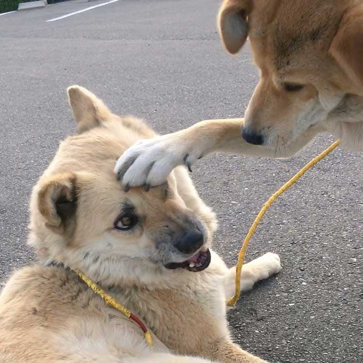 ワンちゃん あ あ ぁ 仲良くない人から 頭ぽんぽん されたときの女子のような犬の表情はこちらです ねとらぼ