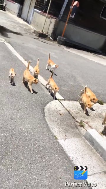 隊列を組んで進むのにゃ にゃーにゃー と尻尾を立てて行軍する茶トラ猫ちゃん団がかわいい ねとらぼ