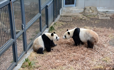 上野動物園ジャイアントパンダ　シンシン出産