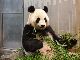 元気な声で鳴いてるよ　上野動物園でジャイアントパンダの赤ちゃんが誕生