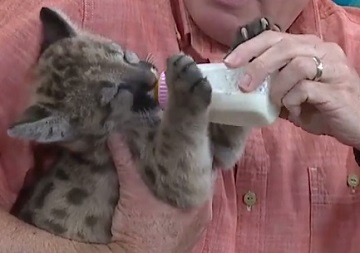 ピューマの赤ちゃんが米動物園で誕生　ミルクを飲む姿がキュン死するかわいさ
