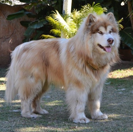 大きいけれど喜ぶ姿はまるで子犬 飼い主さんに飛びつく大きなワンちゃんがほほえましい L Sb1812otis3 Jpg ねとらぼ