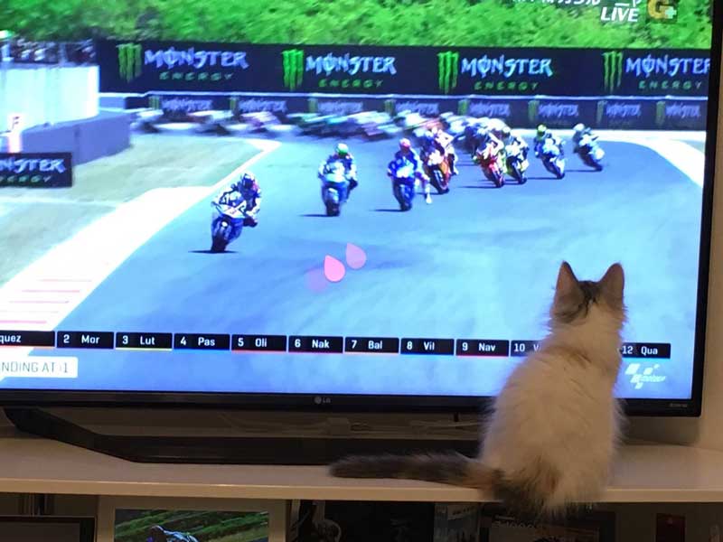 バイクは体重移動が大事なのにゃ レーサー気分で コーニャリング を披露する猫ちゃんがかわいい ねとらぼ