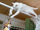 猫ちゃんのスパイ大作戦……！　吊されたスナック菓子の袋をゲットするべく猫ちゃんがとった行動がすごい