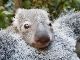 “尊い”が産まれた　オーストラリア動物園で誕生した赤ちゃんコアラの母親に抱きつく姿が愛くるしい