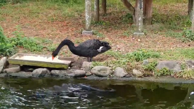 鳥さんが池の魚にエサやり 餌付けにしか見えないコクチョウと鯉のやり取りにほのぼの ねとらぼ