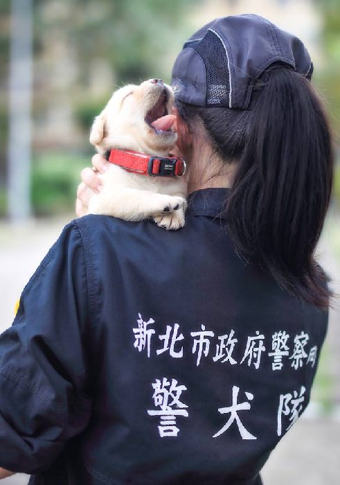 将来の夢は警察犬 台湾の警察署が公開した子犬がころんとして愛くるしい ねとらぼ