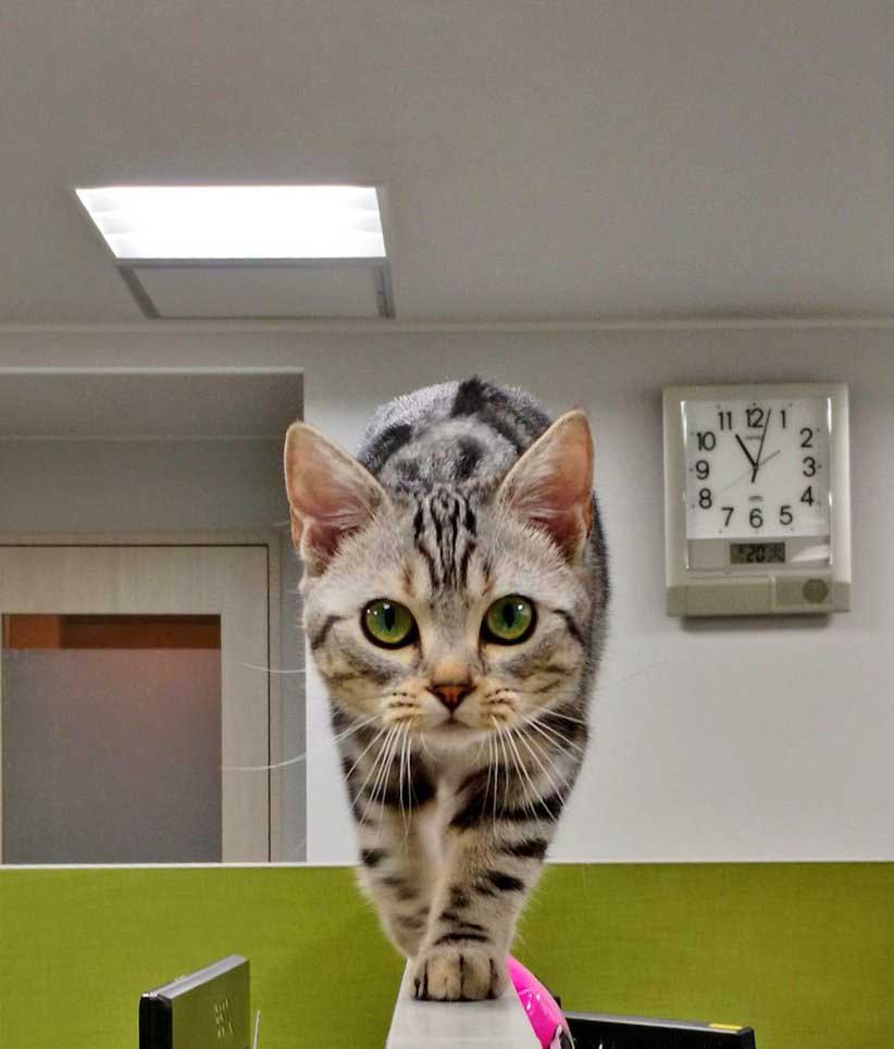 理想の かわいい 上司ナンバーワン 部長に就任した猫ちゃんがオフィスラブに発展しそうなかわいさ ねとらぼ 理想の かわいい 上司ナンバーワン 部長に就任した猫ちゃんがオフィスラブに発展しそうなかわいさ ねとらぼ