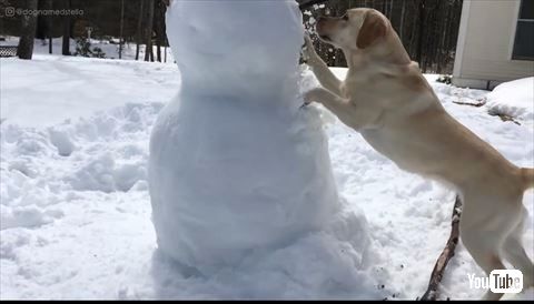 雪だるまと犬