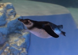 すみだ水族館マゼランペンギン