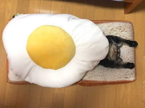 猫 朝食 目玉焼き クッション 食パン