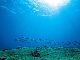 パラオの海から深海まで　水中写真家・中村征夫さんの写真展「永遠の海」　8月に銀座松屋で開催