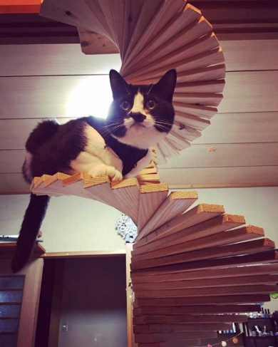 パパさんが作った猫階段がお見事 ぐるぐると登れる螺旋のdiy階段で遊ぶ猫ちゃんたち ねとらぼ