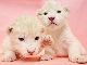 真っ白な姿がかわいすぎる　姫路セントラルパークでホワイトライオンの双子の赤ちゃんを公開
